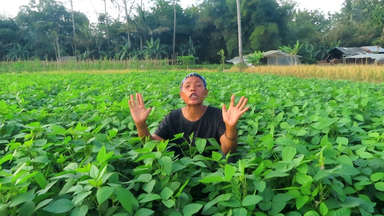 TERNYATA IJO ROYO-ROYO LAMA NGGA DI TENGOK