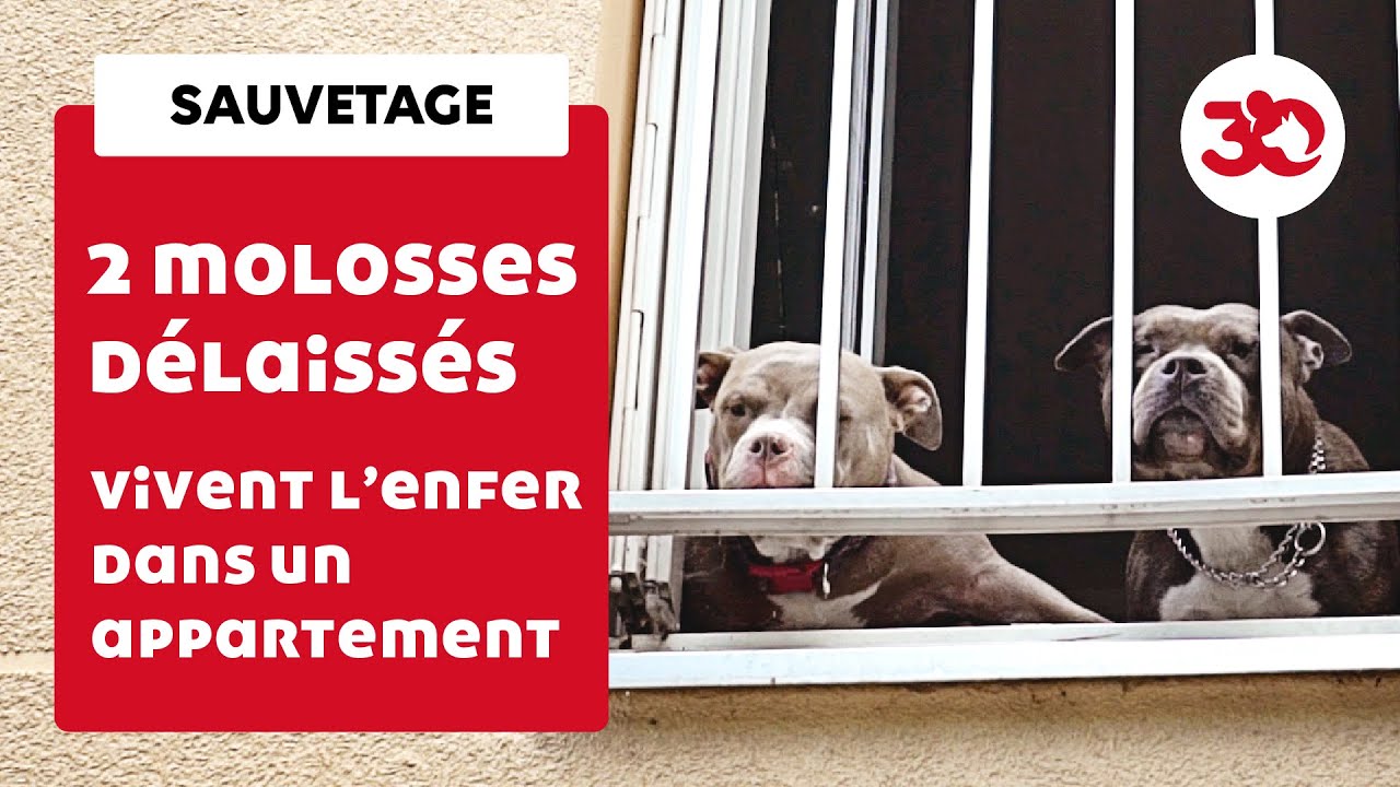 Deux chiens abandonnés dans une pièce jonchée d’excréments