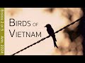 Southern vietnam birding adventure  cat tien national park  episode 2 of 5