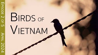 Southern Vietnam Birding Adventure: Cat Tien National Park | EPISODE 2 of 5