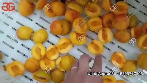 Apricot Pitting Machine Video|Cherry Pit Remover