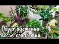 🌺 мои растения в январе 🌺 обзор после обработки 🌺 зеленый налет на стенках горшка