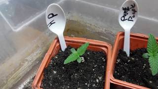 TGA Genetics (Subcool) Seeds Tester Series #3