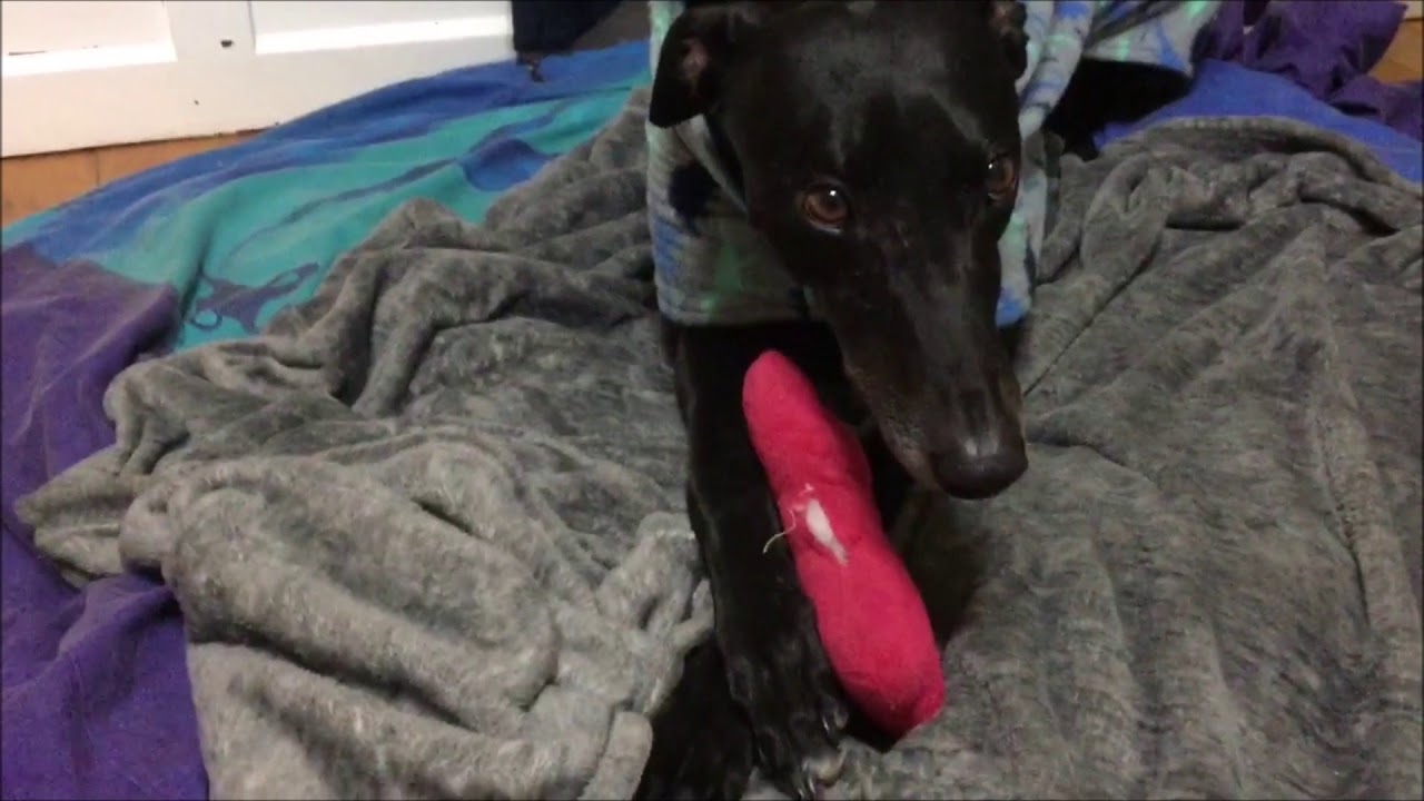 Run GREYHOUND MUSIC VIDEO YouTube