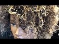 Professionals Who Practice Episode 12: Lightening Curly Hair w/ Paula Houston