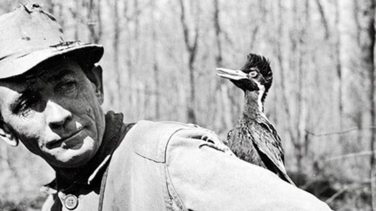 Ivory-Billed Woodpecker Commercial 