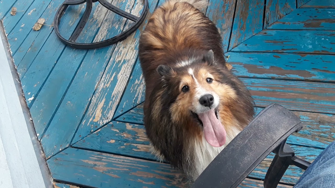 FURRY and the FURIOUS