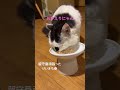 留守番ありがとう🥹#けいきち# #cat # #猫 #shorts