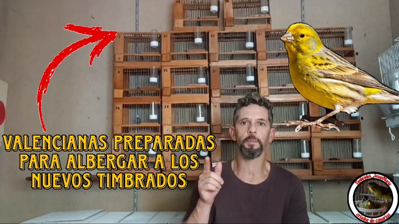 PREPARACIÓN de JAULAS de CONCURSO / VALENCIANAS