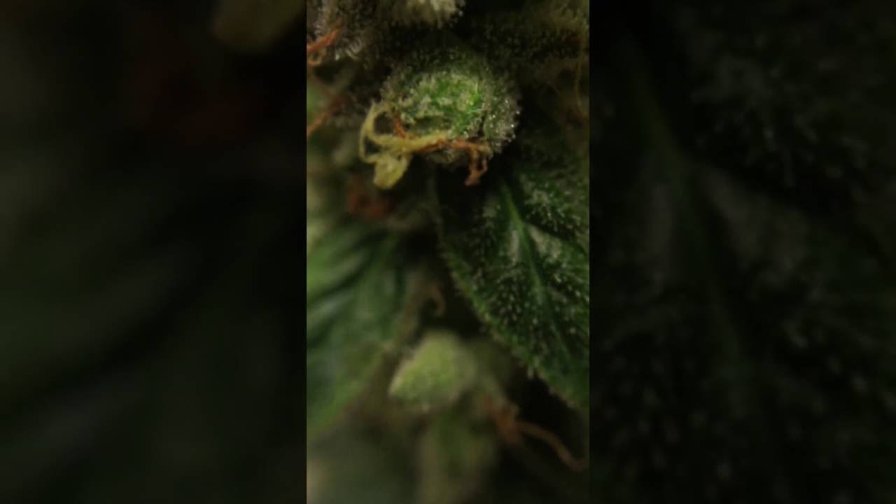 Marijuana plant - terpenes - macro video of a cannabis plant