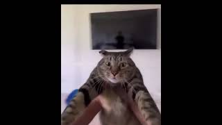 cat spin