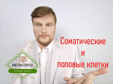 Соматические и половые клетки. ЕГЭ Биология. ЕГЭ 2022.