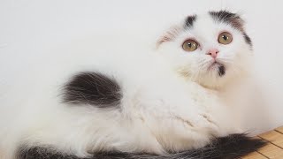 Scottish Fold Longhair Female with Black & White