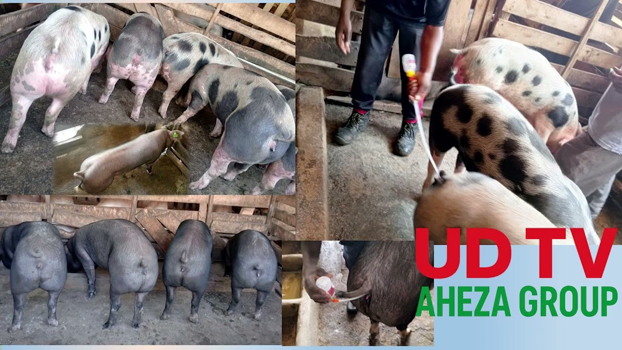 GUTANGIRA UMUSHINGA WUNGUKA VUBA BIHEREYE KU NGURUBE ZIHAKA