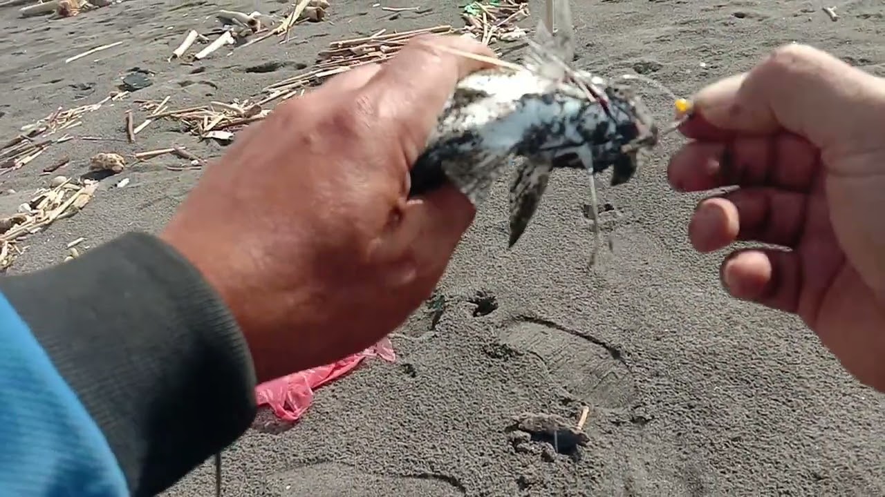 Mancing di pinggir pantai serasa mancing di kolam 