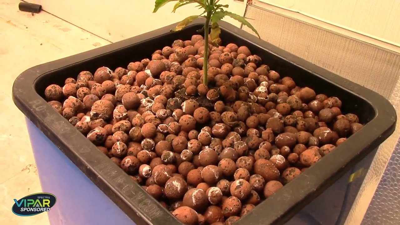 They are growing Pretty good 