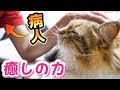 風邪ひいた飼主に寄り添ってくれる猫が癒しすぎる。。泣