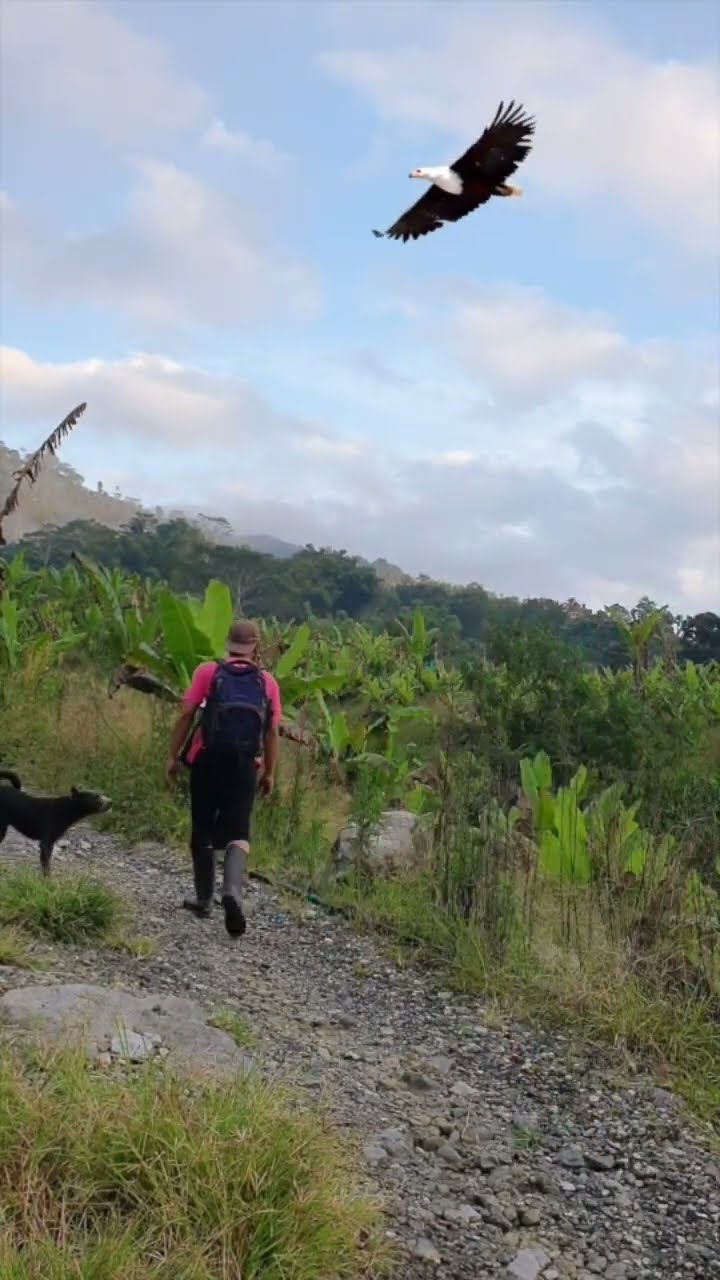 Suddenly a Strange Bird Attacked #magic#shortvideo #entertainment