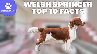 Discovering Welsh Springer Spaniels: Top 10 Fascinating Facts
