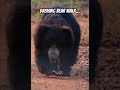 Dashing walk🔥 #animals #wildliferescue #wildlife #bear #slothbear#shorts #youtubeshorts #nature #yt
