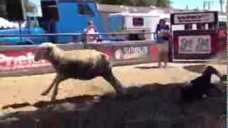 Mutton Bustin' at the Mid-State Fair