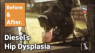 Before and After | Diesel's Hip Dysplasia