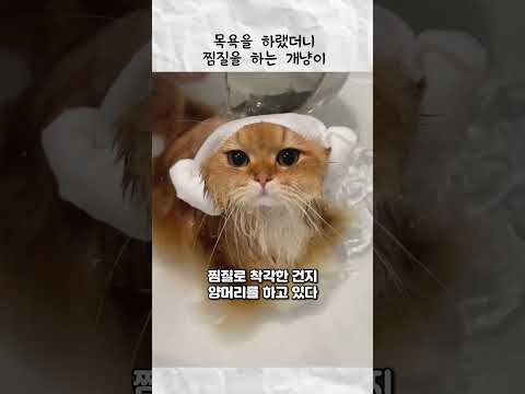 목욕 하랬더니 찜질 하는 개냥이 thumbnail