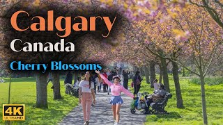 Calgary Canada | Calgary 4k walking tour #canada #calgary #alberta #walkingtour #thingstodo #asmr