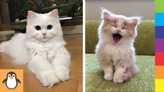 4 Cats Lovers 🐱‍👓 Funny and Cute Kitten Videos Compilation by PIGO 31 views 4 years ago 11 minutes, 21 seconds