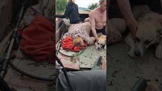 Various Animals Evacuation After Power Station Explosion Led to Floods