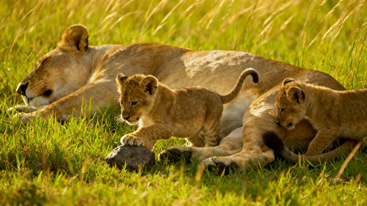 Lion cub Family Ambience and music | Relaxing savannah