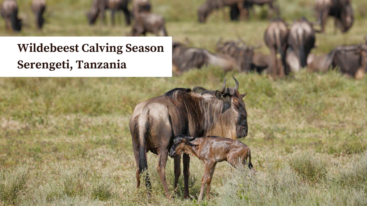 Calving Season Serengeti: See Newborn Wildebeest in Action - gmedia