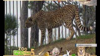 Разные новости - 205 (РАЗТВ) ZOO 5 Животные Разные новости - 205 (РАЗТВ) ZOO 5 Животные