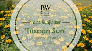 Tuscan Sun False Sunflower | Walters Gardens