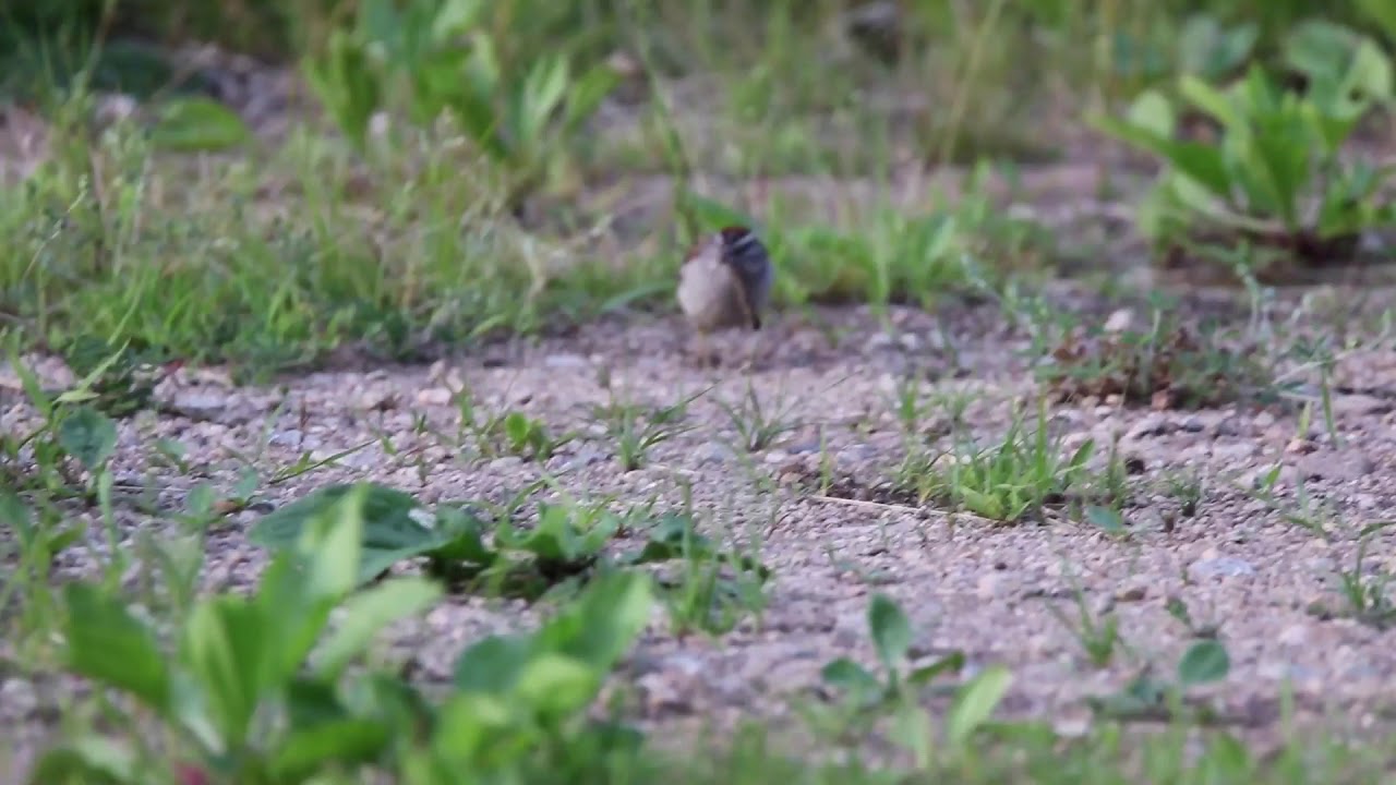 Chipping Sparrow with food 