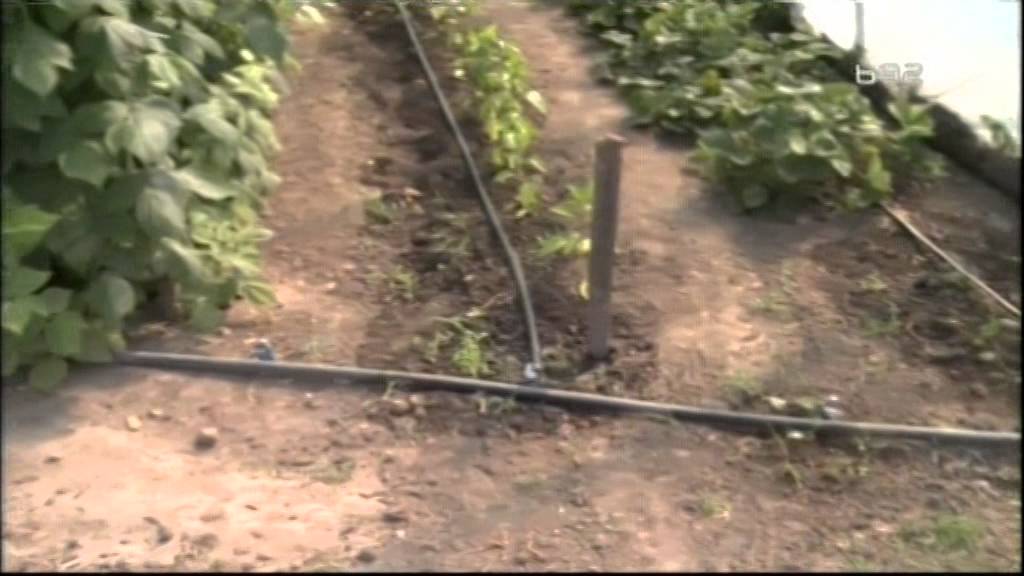 Uzgoj malina u plastenicima i na otvorenom u Banatu