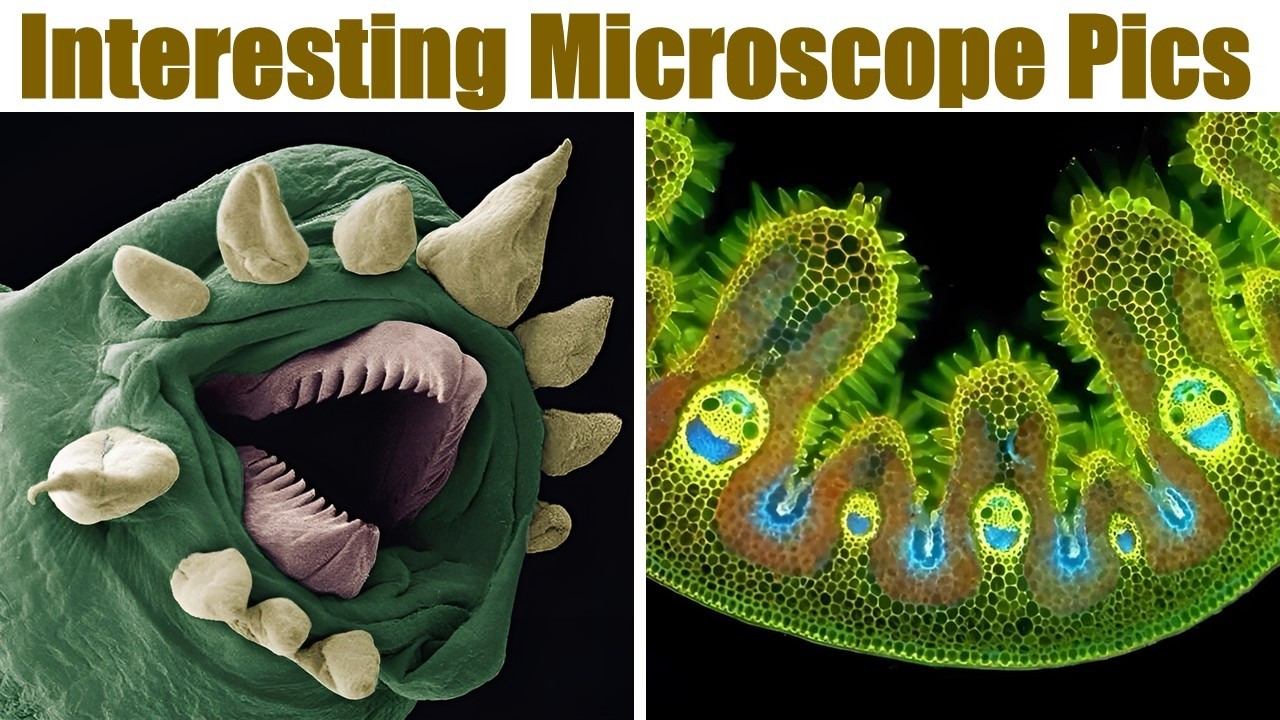 Interesting Microscope The Most Interesting Pictures of Things Under Microscope - YouTube