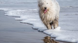 Socializing Your Old English Sheepdog: Tips for a Happy and Confident Dog