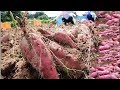 WOW! Amaizing Sweet Potato From Seedlings To Harvest ! Amazing Agriculture Technology Farm 2019
