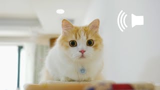 Don’t broadcast top 3 music in the world to your cats! | SanHua Cat Live