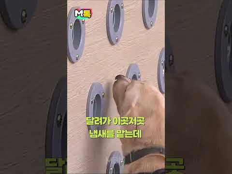 &amp;quot;킁킁, 찾았다 마약 왈왈&amp;quot; 내 코는 못 속여 [shorts]