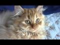 Victoria & Gustav - Traditional Persian Cats の動画、YouTube動画。