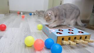 Cat Reaction To Toy So Cute   Funny Cat Toy Reaction Compilation 😂😂😂