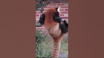 Circus Spectacle: Red Panda