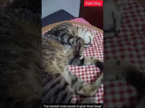 Cat Kendall Understands English Word Sleep #shorts 2023 mới nhất