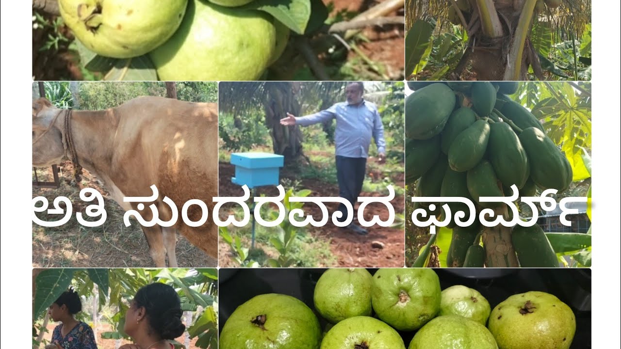 ಅದ್ಬುತವಾದ ತೋಟದಲ್ಲಿ ಬೆಳೆದು ನಿಂತ ಹಣ್ಣು, ಕಾಯಿ, ತರಕಾರಿ, ಹೂ ನೋಡಿ ಸಂಭ್ರಮವೋ ಸಂಭ್ರಮ 