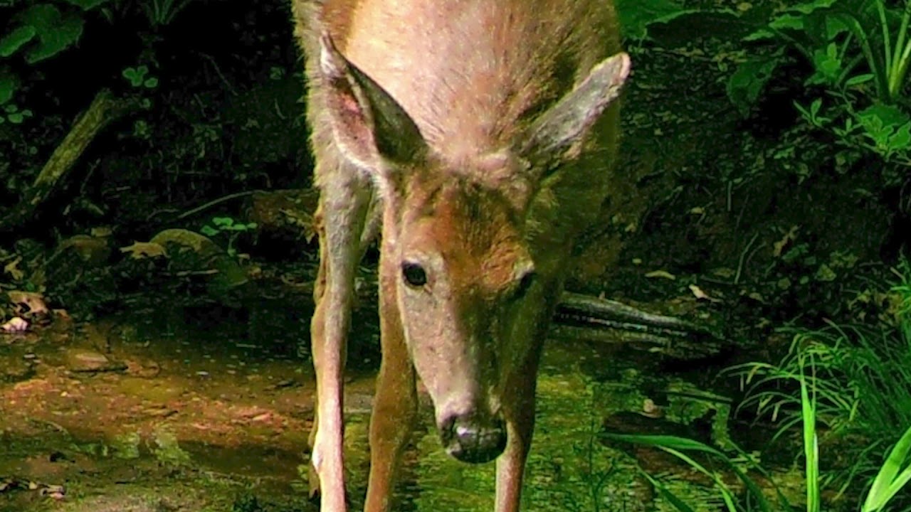 Trail Camera Animals KEC May 2020 YouTube