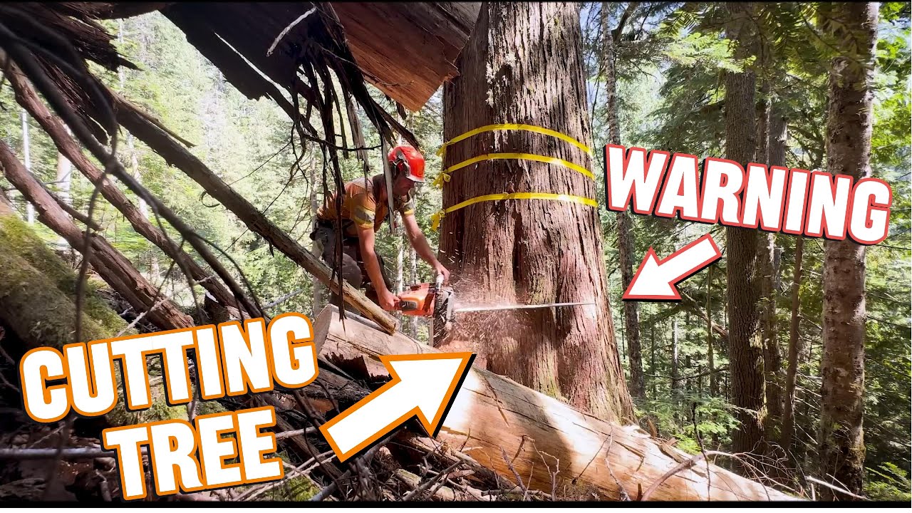 Cutting a Giant Cedar Tree with a Chainsaw! [VIRAL VIDEO] - YouTube