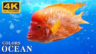 The Best 4K Aquarium - The Colors of the Ocean, The Sound Of Nature