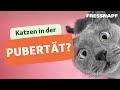 Pubertät bei Katzen